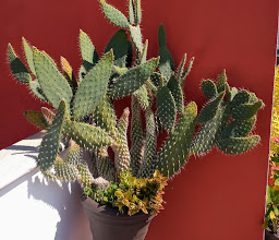 Comala restaurant photo