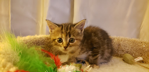 Pet Supply Store «PetSmart», reviews and photos, 1297 Promenade Pl, Eagan, MN 55121, USA