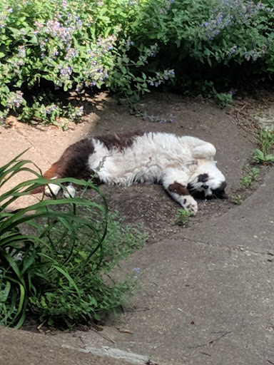 Pet Supply Store «Pet Supplies Plus», reviews and photos, 61 Irving Park Rd, Streamwood, IL 60107, USA