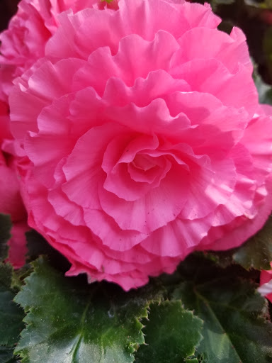 Garden Center «Blooms at Belle Mead», reviews and photos, 1980 US-206, Belle Mead, NJ 08502, USA