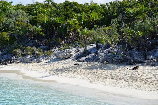 Iguana beach