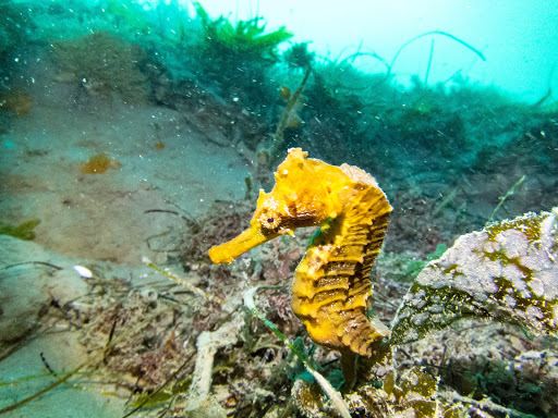 Tourist Attraction «San Diego-La Jolla Underwater Park», reviews and photos, 8302 Camino Del Oro, La Jolla, CA 92037, USA