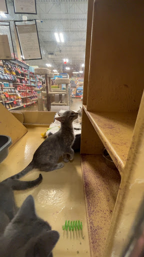 Pet Supply Store «PetSmart», reviews and photos, 3093 E Main St, Russellville, AR 72802, USA