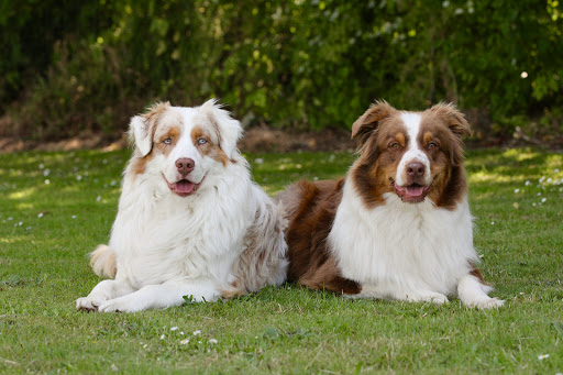 Den Glade Hund - Barf Horsens in Horsens, Horsens
