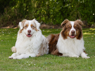 Den Glade Hund - Barf Horsens