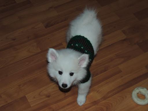 Pet Supply Store «Petco Animal Supplies», reviews and photos, 205 Palm Bay Rd NE #155, West Melbourne, FL 32904, USA