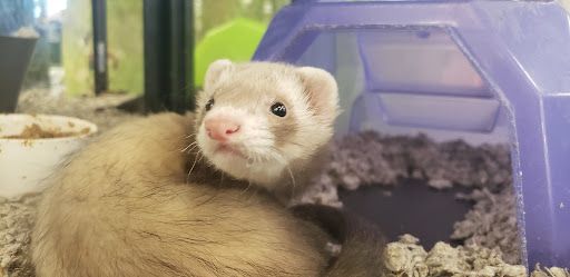 Pet Supply Store «Petco Animal Supplies», reviews and photos, 18200 NW Evergreen Pkwy, Beaverton, OR 97006, USA