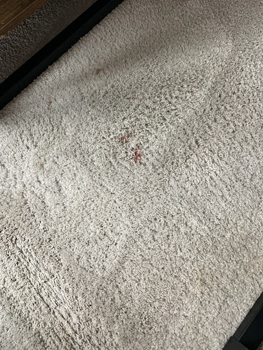 A1 Pro Cleaning - Carpet & Upholstery Cleaning image