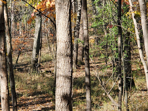 Harms Woods-North