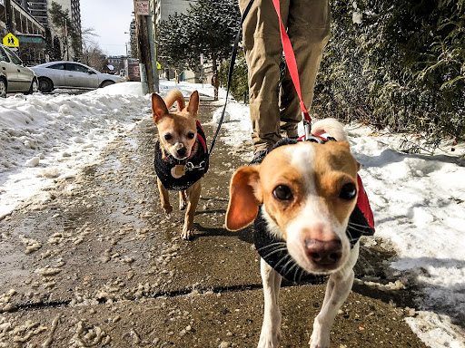 Bitches Walking Dogs