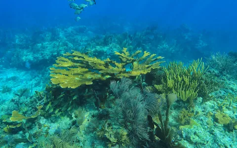 John Pennekamp Coral Reef State Park image