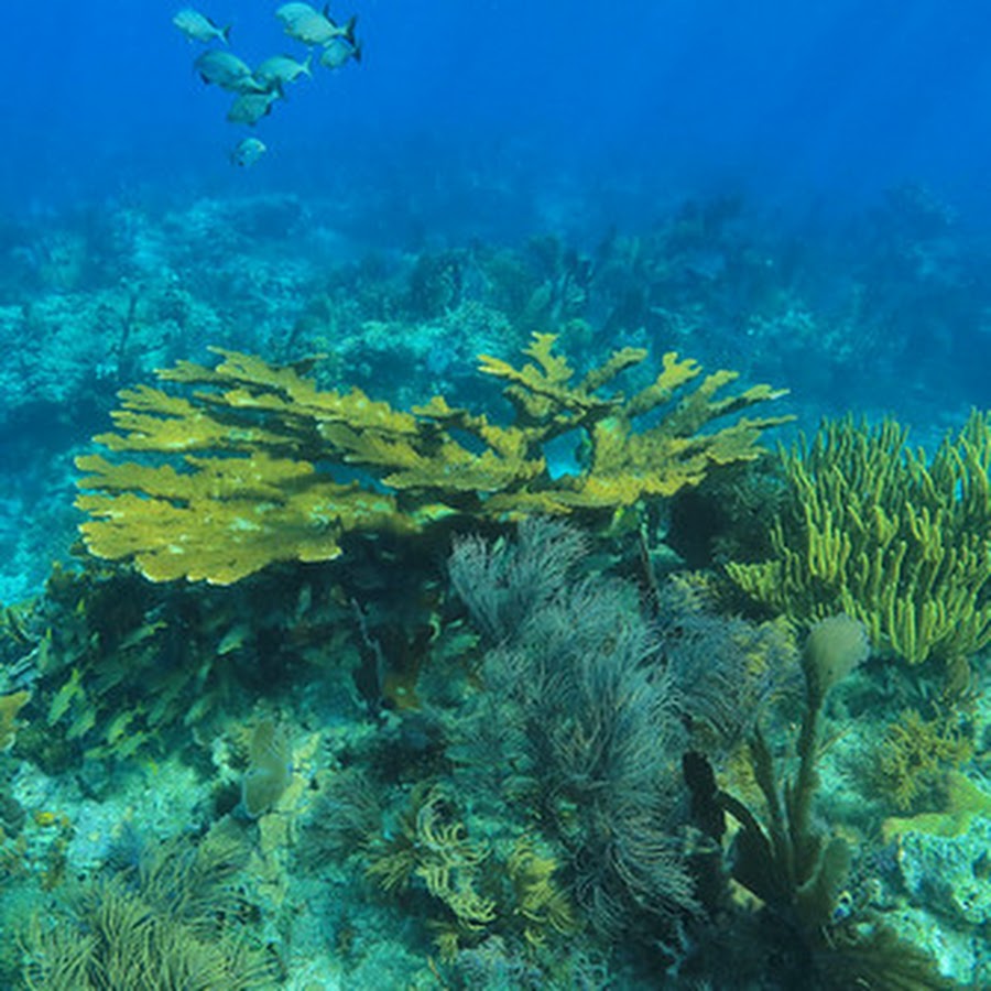 John Pennekamp Coral Reef State Park