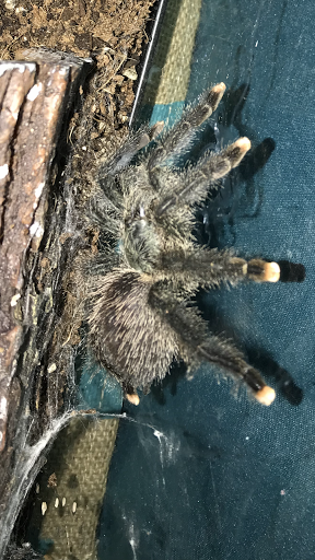 Reptile Store «Reptile Pets Direct», reviews and photos, 8088 Pat Booker Rd, Live Oak, TX 78233, USA