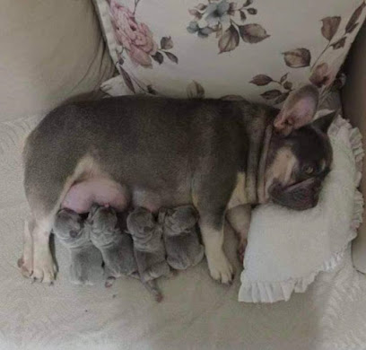 Jessica’s Amazing French Bulldog Puppies For Sale All AKC Vet Check