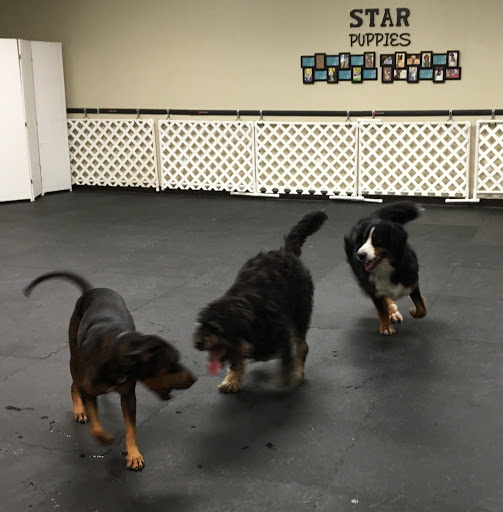 Playful Pups & Performance Training, Inc.
