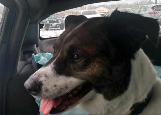 Pet Supply Store «PetSmart», reviews and photos, 7355 Market Pl Dr, Aurora, OH 44202, USA