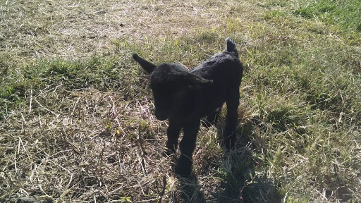 Farm «Benton Family Farm», reviews and photos, 11896 Old Lexington Pike, Walton, KY 41094, USA