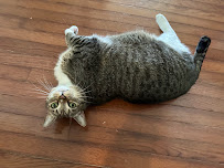 Central Florida Complete Critter Care, Pet Sitting and Dog Walking - Photo 4 - Car repair in , Deltona