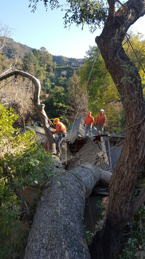 Rock's Tree & Hillside Service Inc.