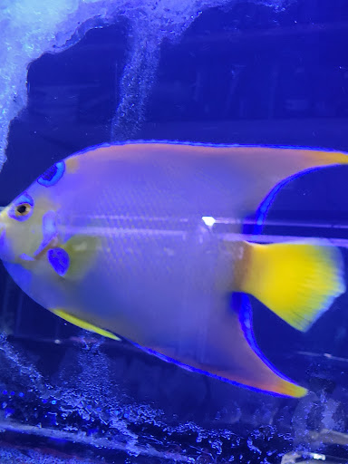 Tropical Fish Store «Best Fish», reviews and photos, 1335 N Doctor M.L.K. Dr, Milwaukee, WI 53212, USA