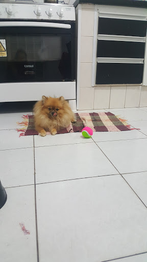 Dra. Josemary M. Roma em Bauru - SP