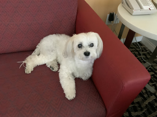 Pet Supply Store «PetSmart», reviews and photos, 44425 Town Center Way a, Palm Desert, CA 92260, USA