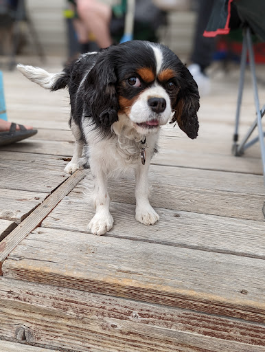 Pet Store «Healthy Pets Mountain West», reviews and photos, 2352 Fort Union Blvd, Cottonwood Heights, UT 84121, USA