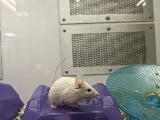 Pet Supply Store «Petco Animal Supplies», reviews and photos, 2722 N Josey Ln #107, Carrollton, TX 75007, USA