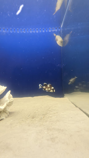 Tropical Fish Store «Aquarium Care Center», reviews and photos, 1105 NJ-35, Ocean Township, NJ 07712, USA