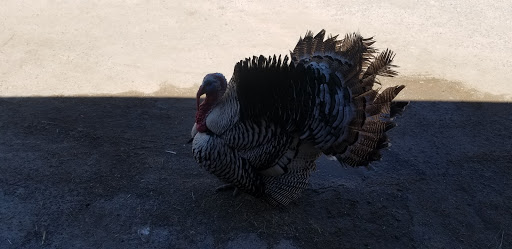 Animal Feed Store «Western Ranchman Store», reviews and photos, 16028 N 32nd St, Phoenix, AZ 85032, USA