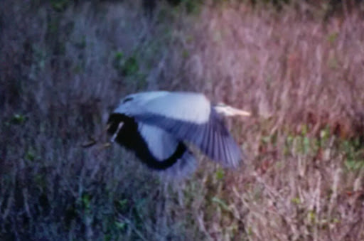 Hiking Area «Cowles Bog Trail», reviews and photos, 1618 N Mineral Springs Rd, Dune Acres, IN 46304, USA