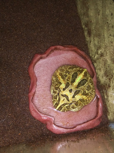 Pet Supply Store «Pet Supplies Plus», reviews and photos, 738 U.S. 9, Fishkill, NY 12524, USA