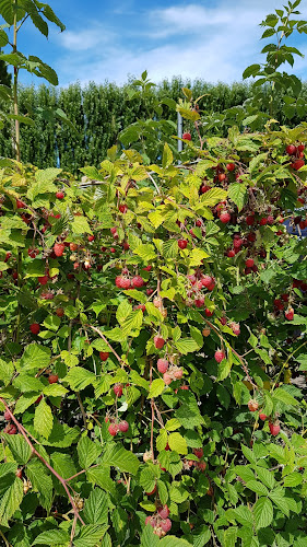 Willowbank Raspberry Farm