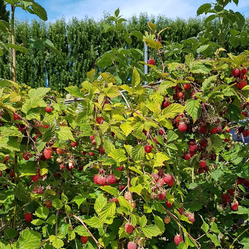 Willowbank Raspberry Farm
