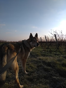 Habitat Weine eG - Wolfgangs Weine Freinsheimer Weg 9b, 67281 Bissersheim, Deutschland