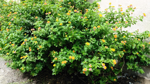 Historical Place «Rice Museum», reviews and photos, 633 Front St, Georgetown, SC 29440, USA