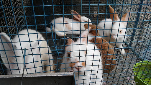 Conejos Raineli