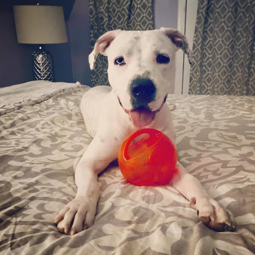 Pet Store «Bird Dog & Catfish», reviews and photos, 115 Old Boerne Rd, Bulverde, TX 78163, USA