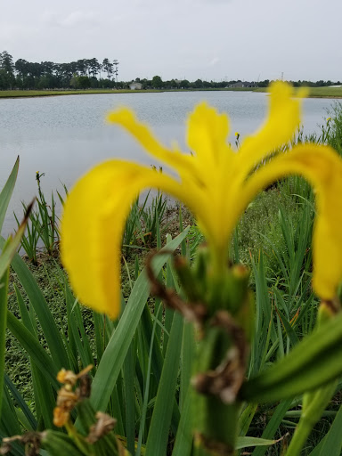 Golf Resort «Golf Club of Houston», reviews and photos, 5860 Wilson Rd, Humble, TX 77396, USA