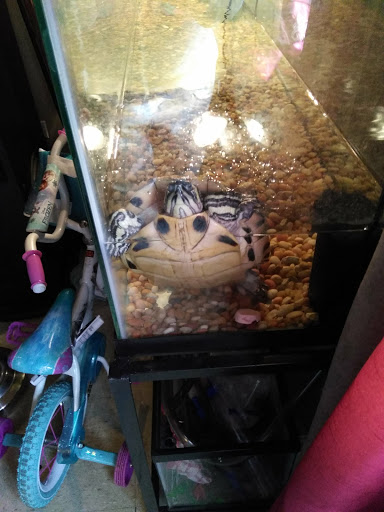 Pet Store «Petland Discounts - Graham Avenue», reviews and photos, 92 Graham Ave, Brooklyn, NY 11206, USA