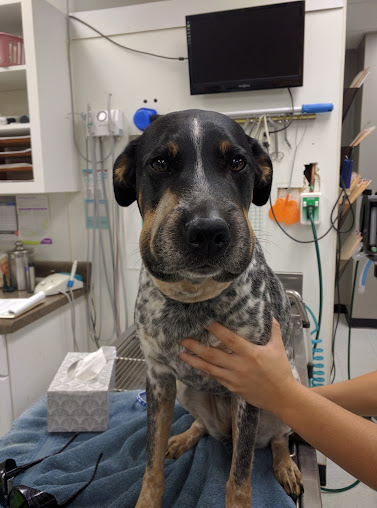 280 Animal Medical Center