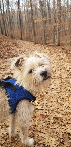 Hiking Area «Gold Branch Trail», reviews and photos, 6156 Lower Roswell Rd, Marietta, GA 30068, USA