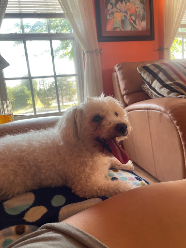 Pet Supply Store «Pet Supplies Plus», reviews and photos, 7007 Manchester Blvd, Franconia, VA 22310, USA