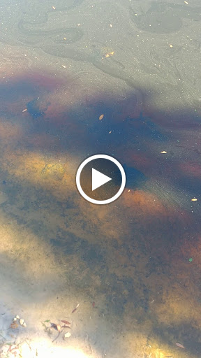 Park «Conservatory Park», reviews and photos, 8027 Conservatory Dr, Sarasota, FL 34243, USA