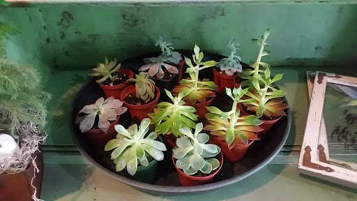 Florist «Post Road English Garden», reviews and photos, 1105 N Post Rd, Indianapolis, IN 46219, USA