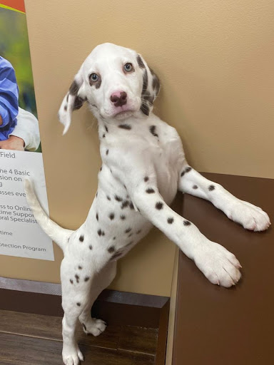 Pet Store «Petland of Plantation», reviews and photos, 801 S University Dr, Plantation, FL 33324, USA