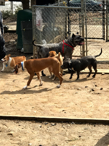 Dog Park «Forest Park Dog Run», reviews and photos, 8445 Park Ln S, Woodhaven, NY 11421, USA