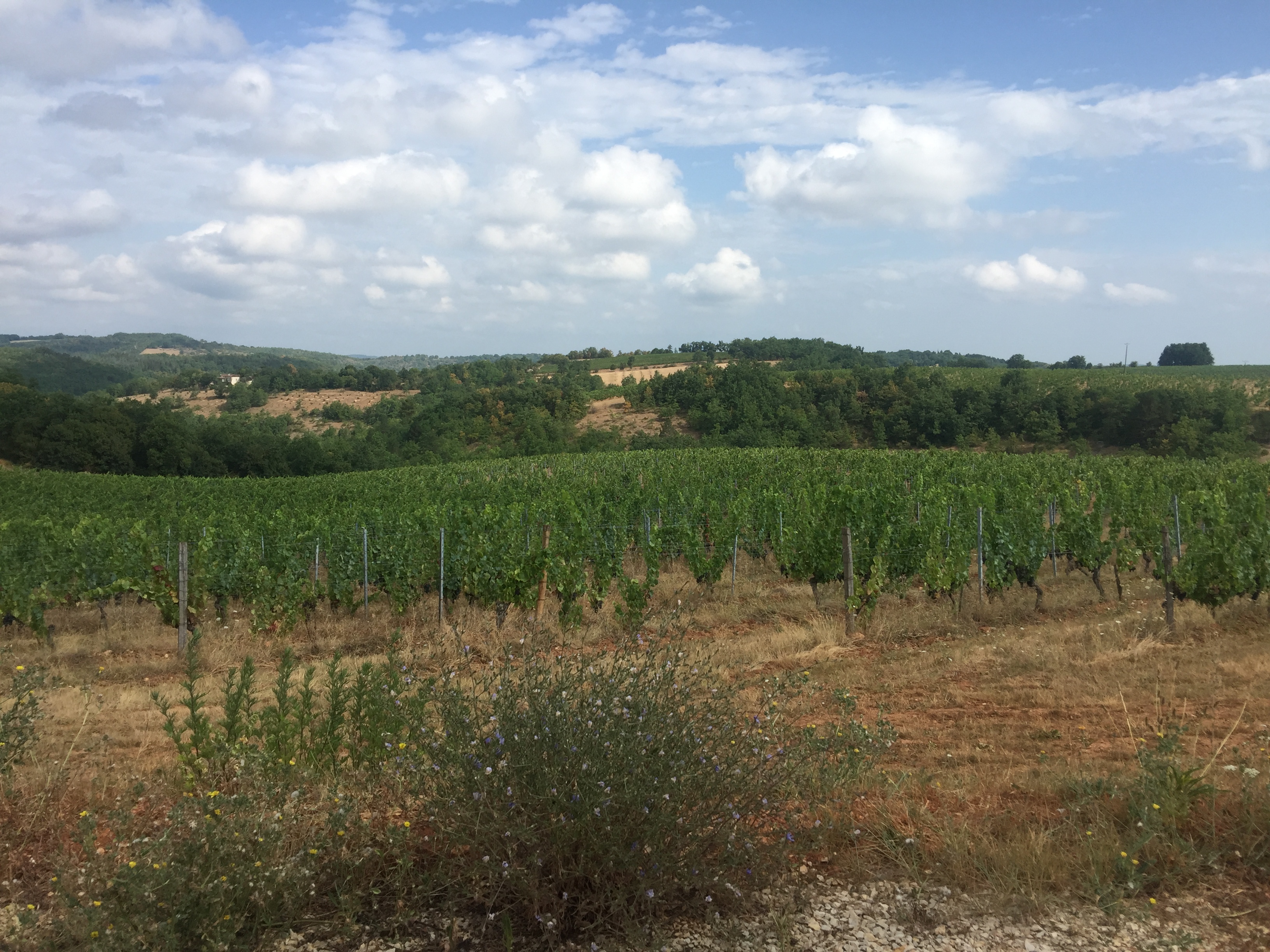 Photo n° 1 de l'avis de Daphné.e fait le 19/08/2020 à 13:13