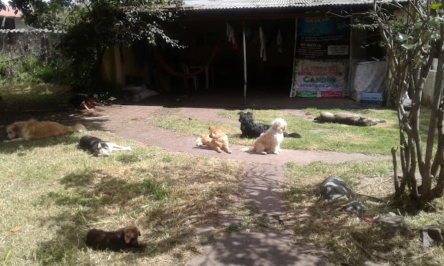 Opiniones de Educapets Adiestramiento Canino en Quito - Guardería