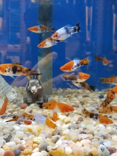 Tropical Fish Store «Stingray Bay», reviews and photos, 17800 E 9 Mile Rd, Eastpointe, MI 48021, USA